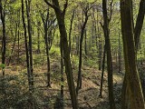 Grafenberger Wald III, Duesseldorf.jpg